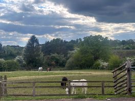View of animals