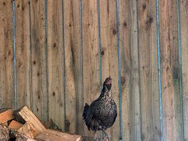 More chickens