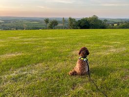Views that even captivate a dog
