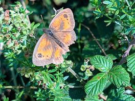 In the hedgerows..