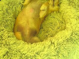 Zzzzzz