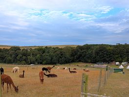 One of multiple alpaca fields.
