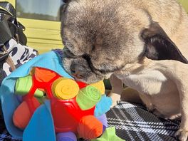 My 13yo bugg playing, he loves it here.