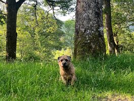 Mavis picking our pitch