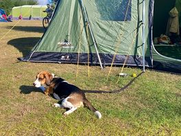Dog friendly camping