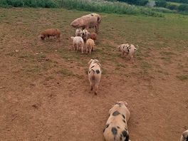Baby piggys