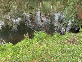 £2 for duck food from reception. cash only.