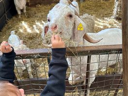 Feeding the goat