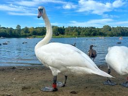 It was just the one swan actually.