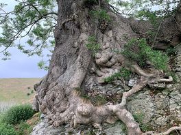 Mature ash tree near the castle