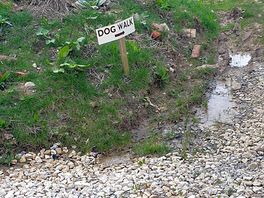 Dog walk