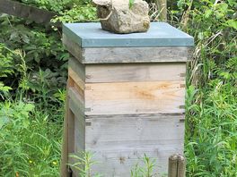 Bee nest