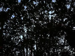 Canopy of trees at night