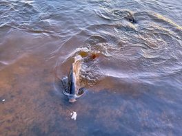 Feeding the fish