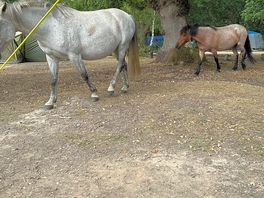 Lunchtime visitors