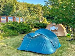 Grass pitches shaded by trees