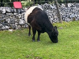 Black cow