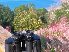 Looking for dolphins