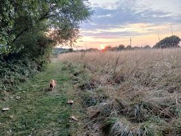 Dog field at sunset.