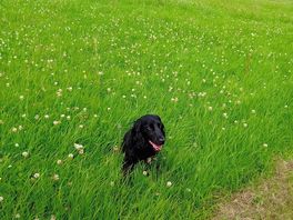 Dog walking field next to pitch field.