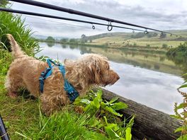 Woody fishing