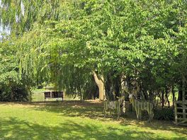 Great tree cover for privacy