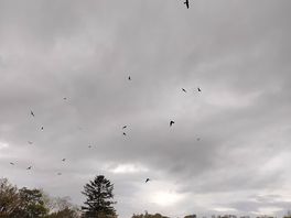 The red kites knew that food was on the way
