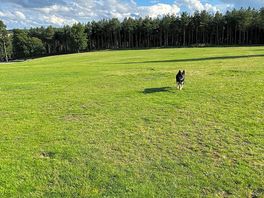 Our dog enjoying his holiday.
