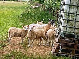Meeting the locals