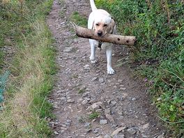 Love my sticks