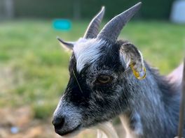 Goats on site