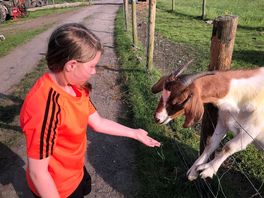 Feeding the goats