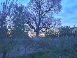 Lovely oak tree.