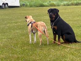 Dogs welcome