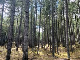 Forest walks
