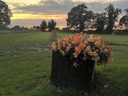 #flower bed