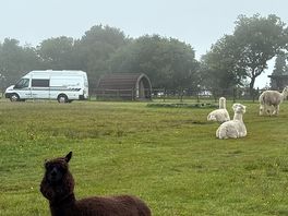 Alpacas onsite
