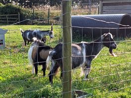 Goats and donkeys for thr kids to feed.