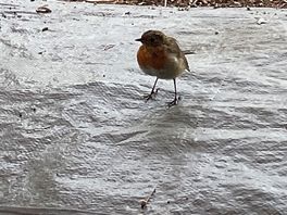 A robin who come to see us every day