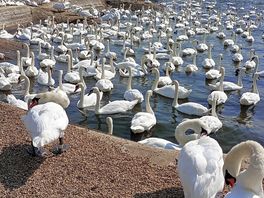 Abbotsbury swannery nearby.