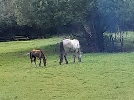 Mum nd baby horse