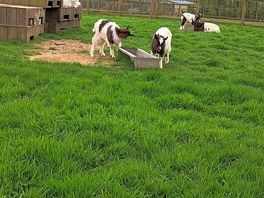 In folly farm