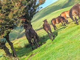 Horses