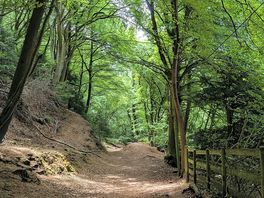 Forest walking
