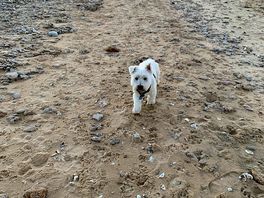The beach and my dog