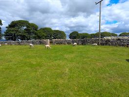 Friendly sheep