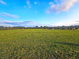 Lovely fields to play