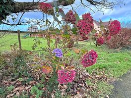 Lots of attractive planting.