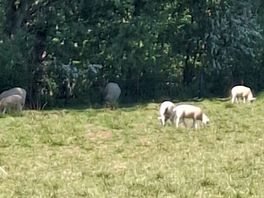 Sheep were hands reach at times