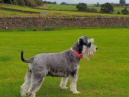 Happy schnauzer